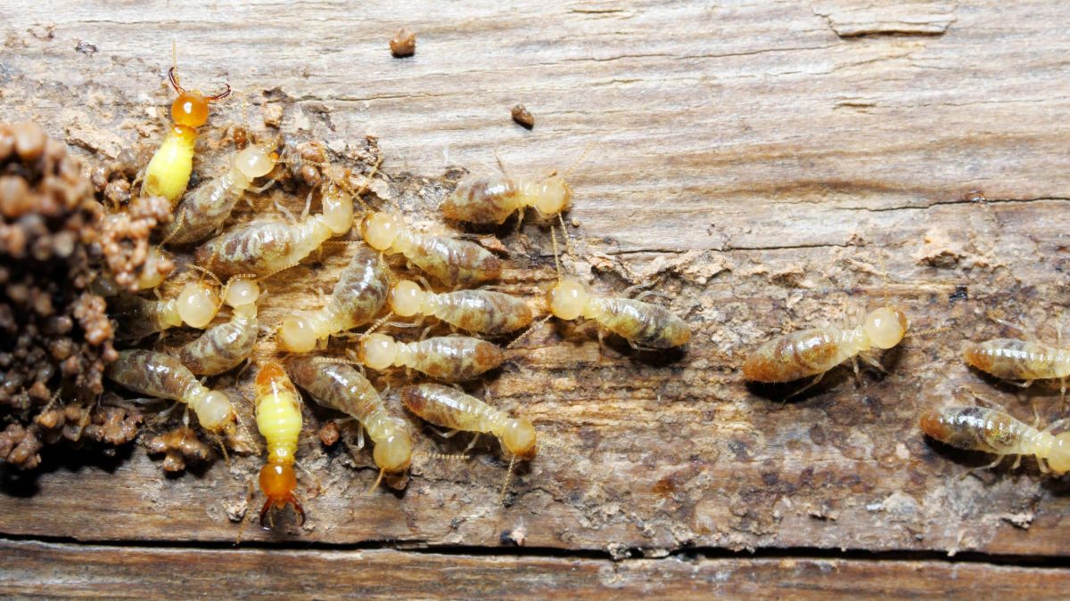 Termites San Marcos