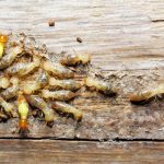 Termites San Marcos