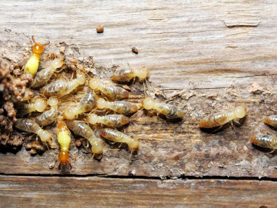 Termites San Marcos