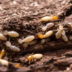 Termites Solana Beach