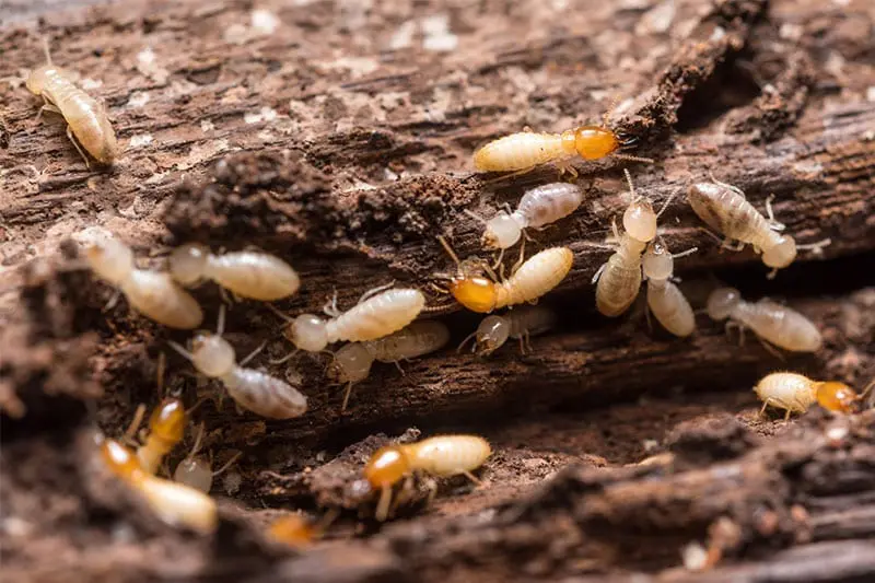 Termites Solana Beach