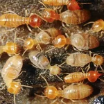 Termites La Jolla