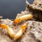 Termite Pest Control Carlsbad