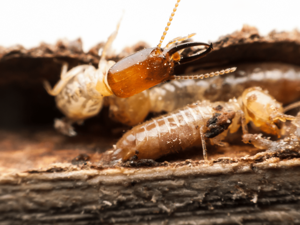 Termite Control Poway