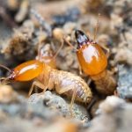 Termites Escondido