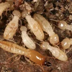 Termites La Jolla