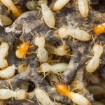 Termites Oceanside