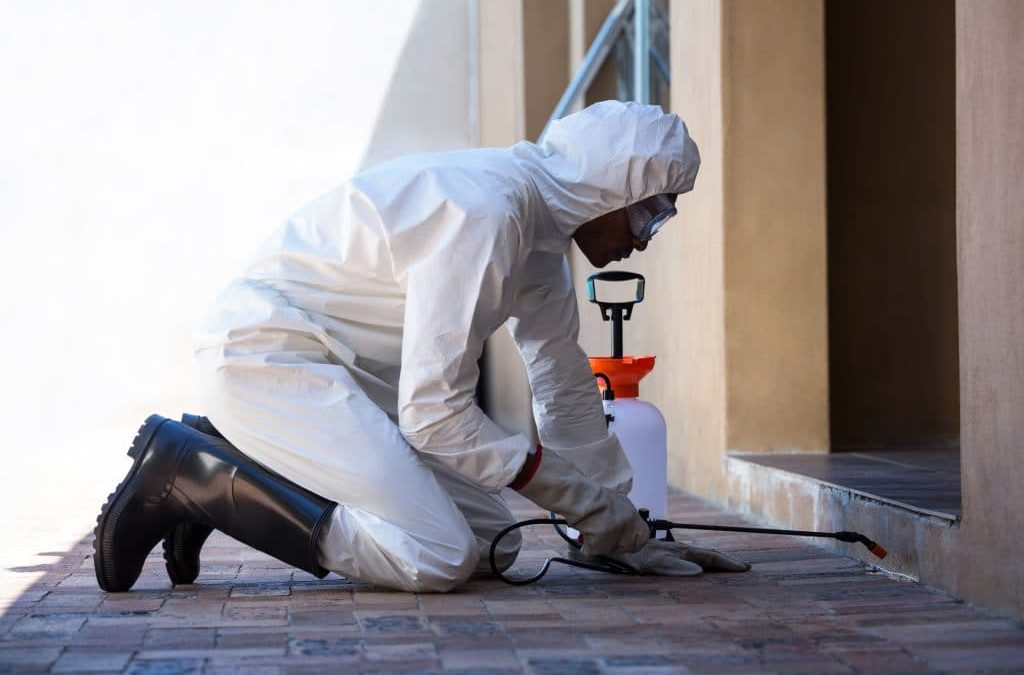 Termite Control Near Me Carlsbad