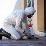 Termite Control Near Me Carlsbad