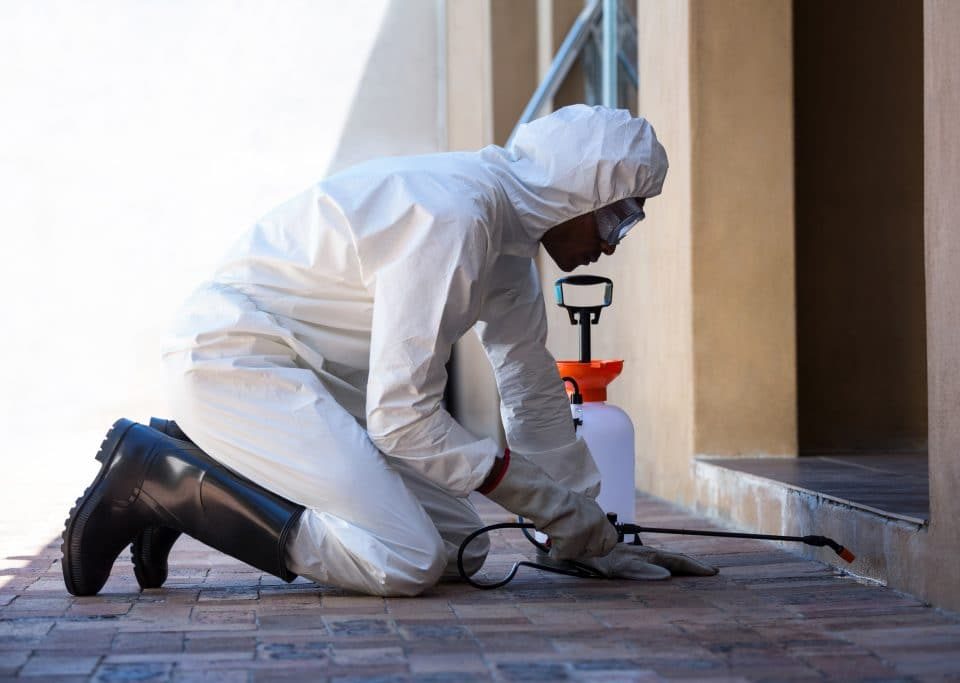 Termite Control Near Me Carlsbad