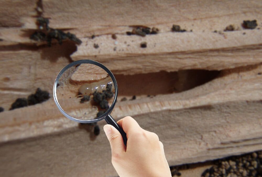 Termite Inspection Poway