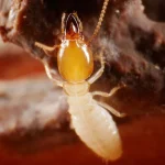 Termite Pest Control Escondido