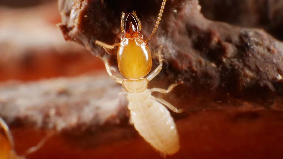 Termite Pest Control Escondido