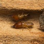 Termite Pest Control San Marcos