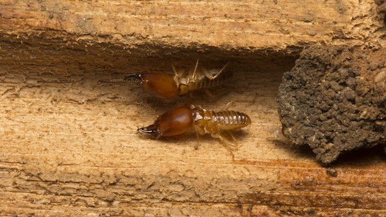 Termite Pest Control San Marcos