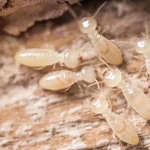 Termites Mission Beach