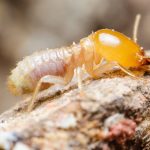 Termites Poway