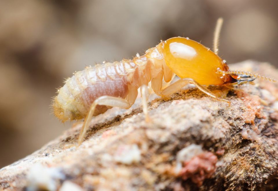 Termites Poway