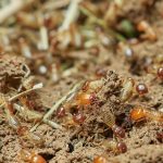 Termites Rancho Santa Fe