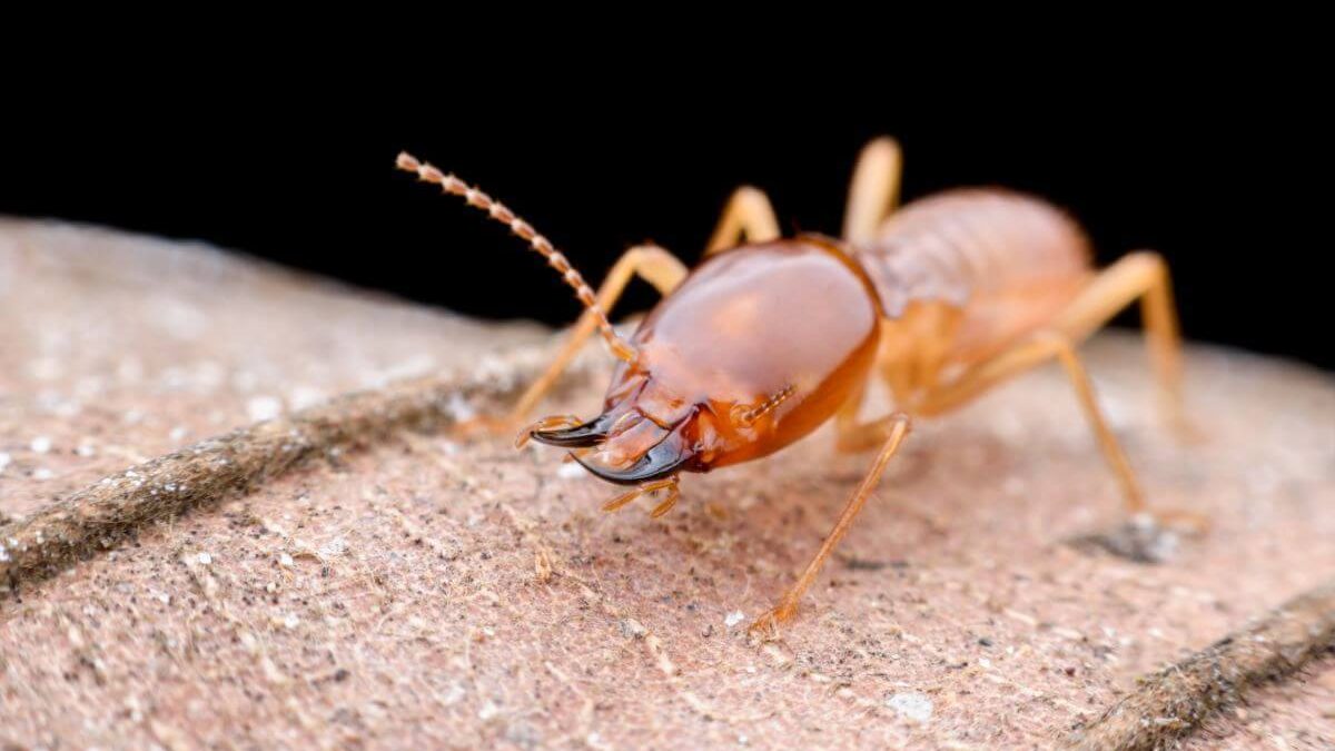 Termite Control near Me Mission Beach