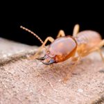 Termite Control near Me Mission Beach