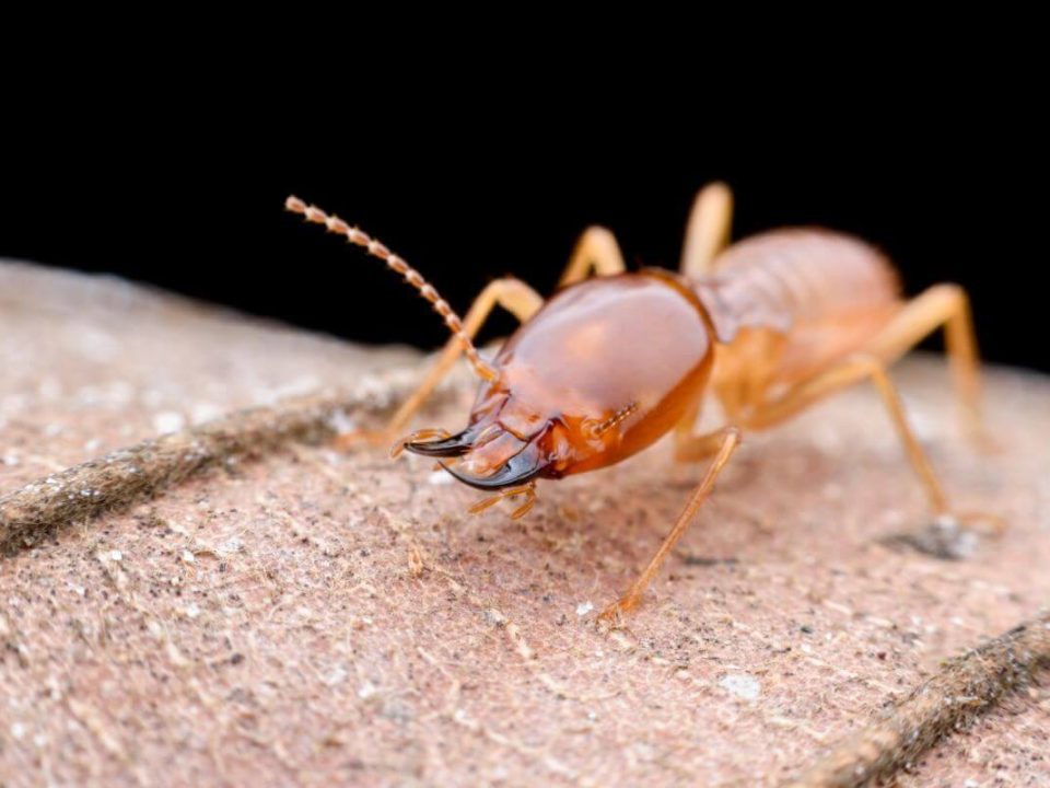 Termite Control near Me Mission Beach