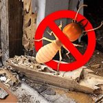 Termite Pest Control La Jolla