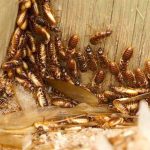 Termite Pest Control Mission Beach