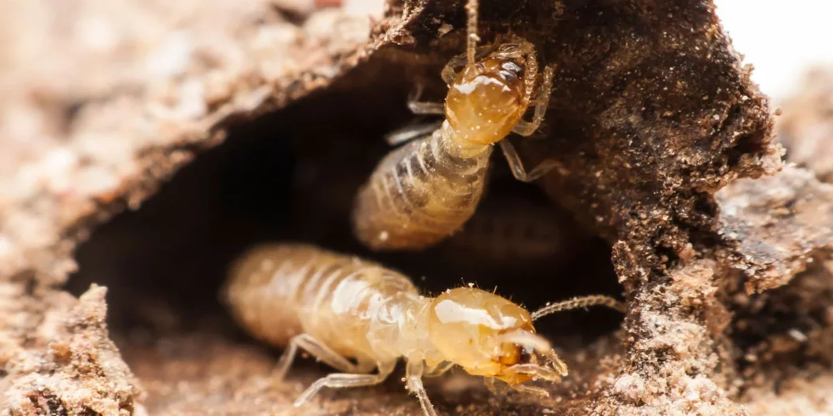 Termite Pest Control Oceanside