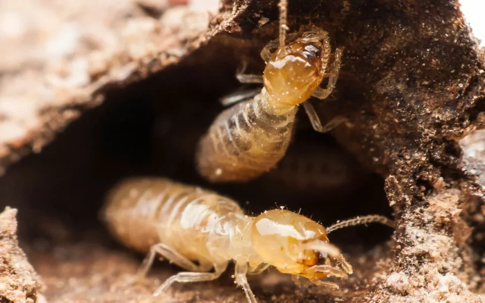 Termite Pest Control Oceanside