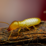 Termite Treatment San Marcos