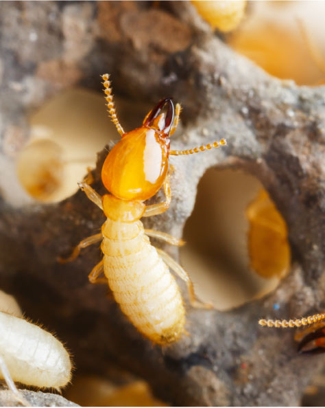 Termites Carlsbad