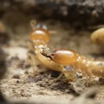 Termites Mission Beach