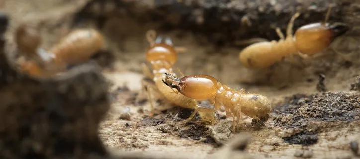 Termites Mission Beach