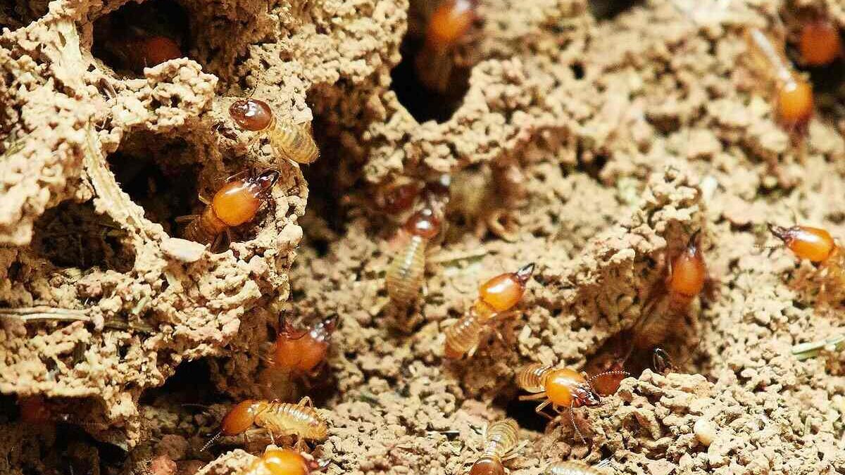 Termites Solana Beach