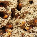 Termites Solana Beach