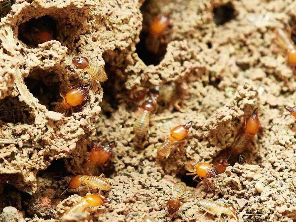 Termites Solana Beach