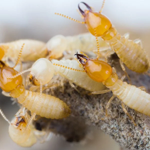 Termite Control Near Me Oceanside