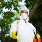 Termite Control Near Me Vista