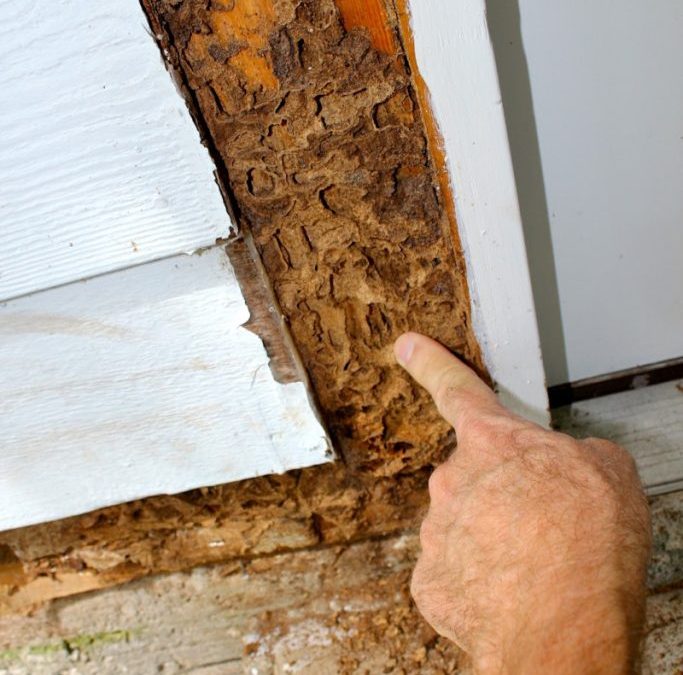 Termite Inspection Escondido