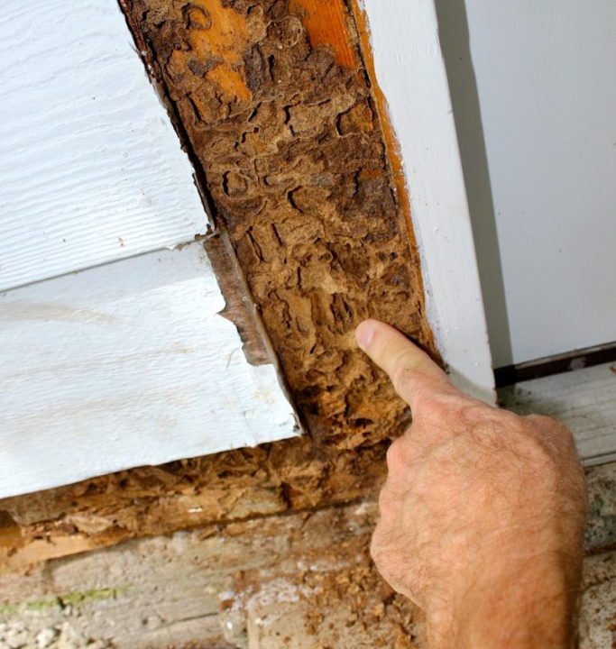 Termite Inspection Escondido