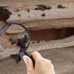 Termite Inspection Rancho Santa Fe