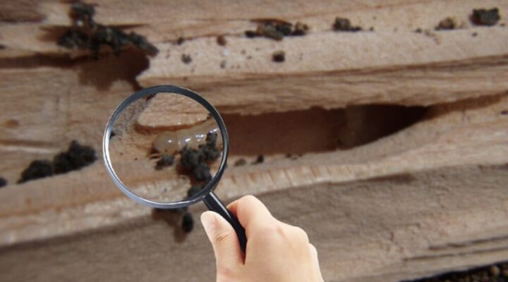 Termite Inspection Rancho Santa Fe