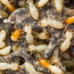 Termite Pest Control Pacific Beach