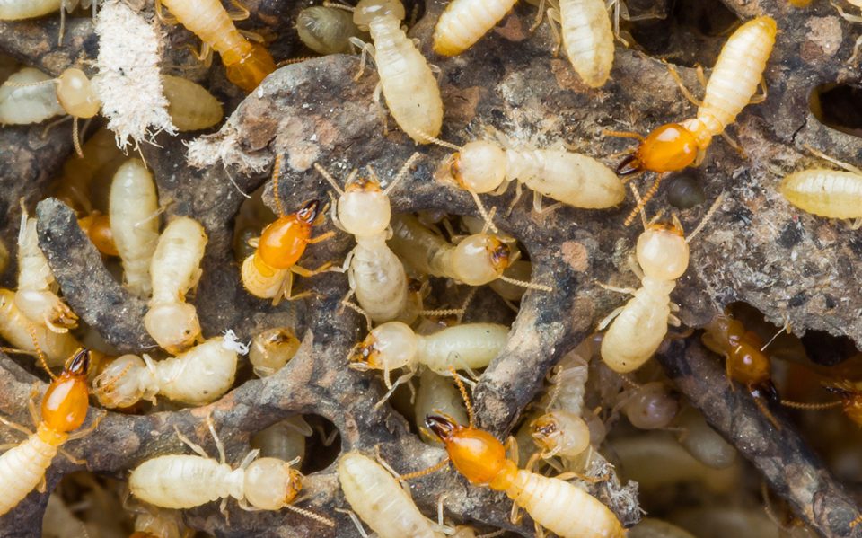 Termite Pest Control Pacific Beach