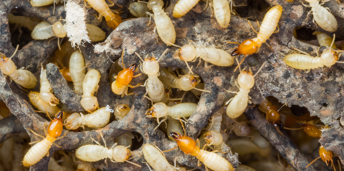 Termite Pest Control Pacific Beach