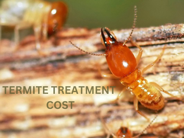 Termite Treatment Cost Pacific Beach