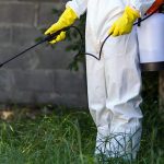 Termite Treatment Solana Beach