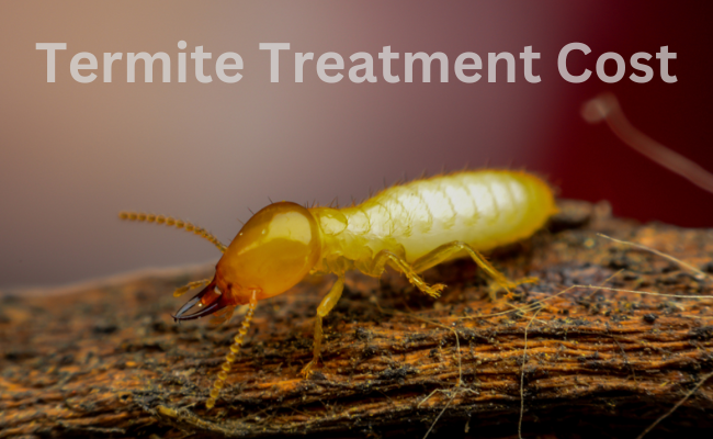 Termite Treatment Cost Escondido