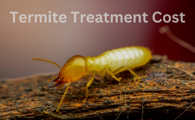 Termite Treatment Cost Rancho Santa Fe